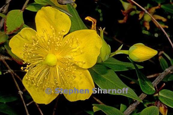 hypericum patulum 1 graphic